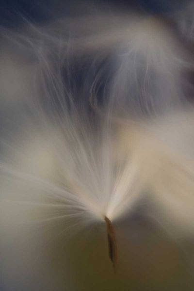 Maine, Harpswell Abstract Milkweed seeds